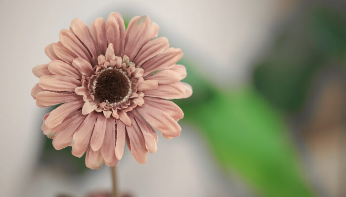 Eirene-IMG_8559