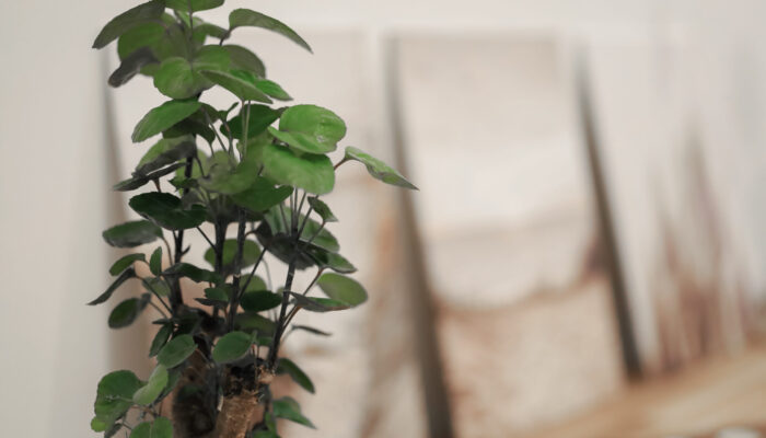 Eirene-IMG_8568